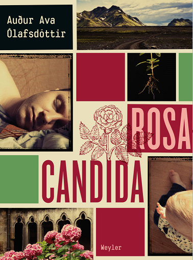 Rosa candida sænska