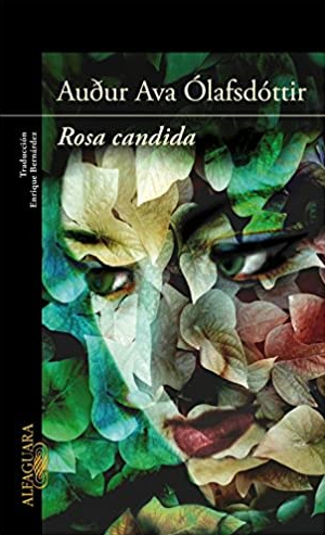 rosa candida spænska