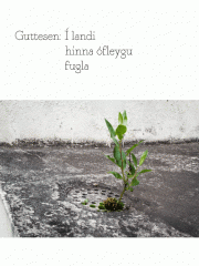 Í landi hinna ófleygu fugla
