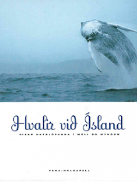 hvalir við ísland